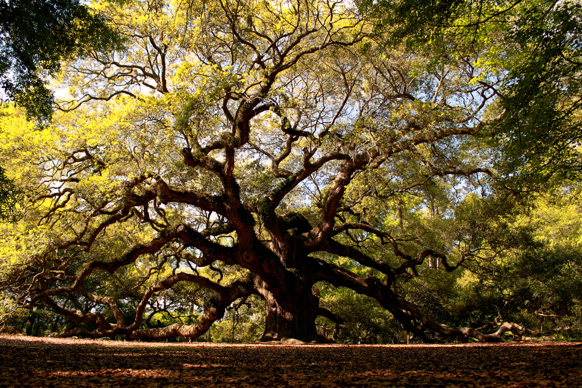 Красивое старое дерево. Дуб ангела Чарльстон США. Ангельский дуб (США). Oak парк в Чарльстоне.